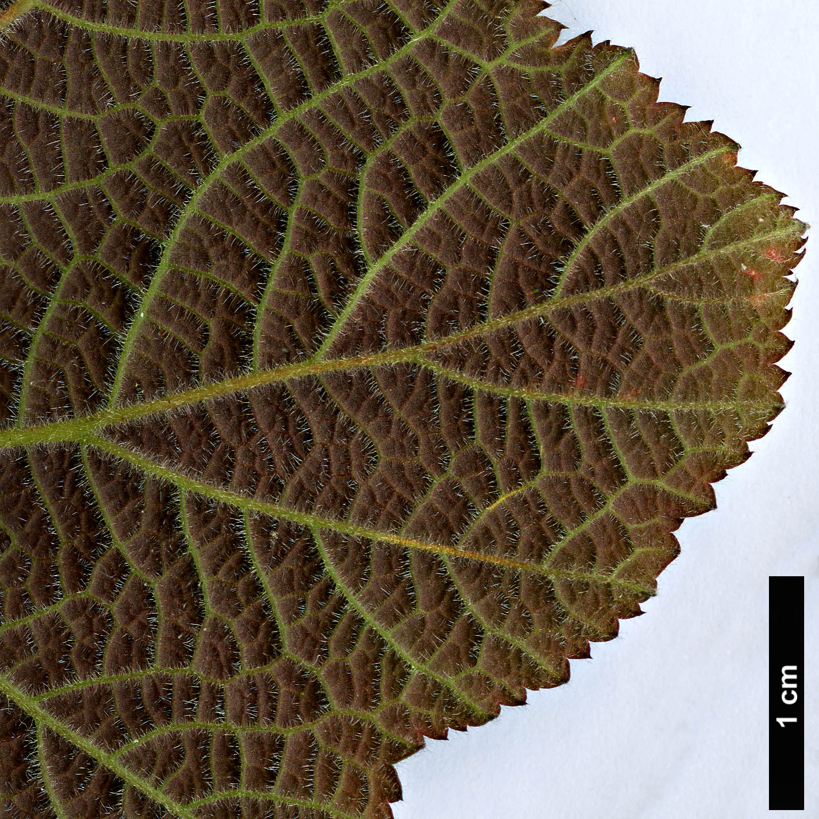 High resolution image: Family: Rosaceae - Genus: Rubus - Taxon: tephrodes - SpeciesSub: var. setosissimus